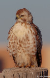 MR15-00484-DS.jpg