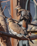 MR15-00597-DS.jpg