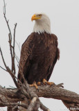 mr15-00401-DS.jpg