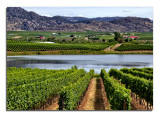 Wine Country.... Osoyoos, BC