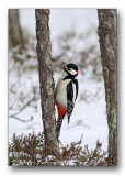 pic epeiche-great spotted woodpecker 