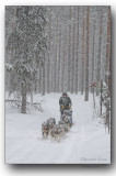 traineau dans la forêt lapone- sled in Lapland forest