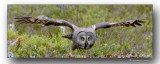 Chouette-lapone en vol. Great gray owl in flight