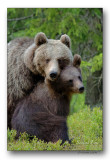Mais maman cline. But mom cuddles