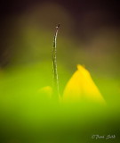 Sunflower Abstract