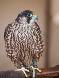 Peregrine Falcon.