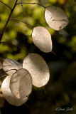 Silver Leaves