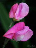 Sweet Peas