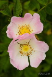 Dog Roses