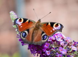 Peacock Butterfly