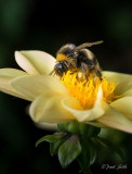 Pollen Collecting