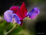 Sweet Peas