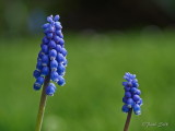 Hyacinths