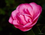 Pink Camelia