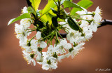 Apple Blossom