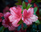 Azaleas