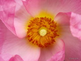 Flower Stamens