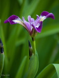 Purple Beardless Iris