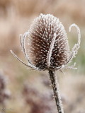 Winter Teasel