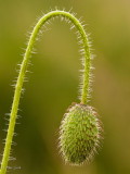 Poppy Seedhead