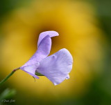 Sweet Peas