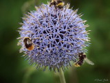 Bees On Globe Thistle