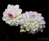 White Dahlias