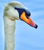 Portrait Of A Swan