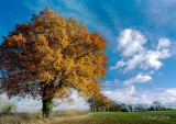 Autumn Field