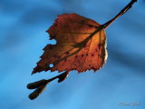 Beech Leaf