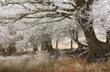 Winter Trees