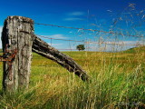 Fence and Tree