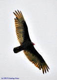 Turkey Vulture On High
