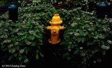 Hydrant in Its Bed of Hydrantias!  :)