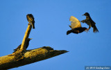 Avoiding A Mid-Air Collision