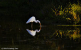 Great White Egret, Great Fisher!