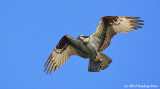 Aerobatic Osprey