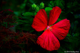 Lord Baltimore (Hibiscus moscheutos)