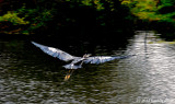 The Sheer Beauty of Flight!