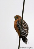 Red Shouldered Hawk