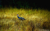 Turkey In The Straw (Grass)