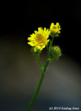 D7100-071713-087