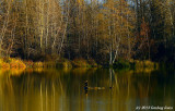 Alton Baker Pond Scene