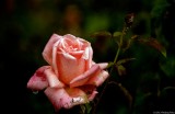 The Utter Beauty of the Rose