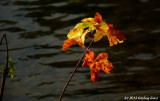 Autumn leaves