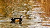 Wood Duck Or Wooden Duck? Such marvelous colors!