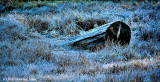 Log In Grass On Frosty Morning