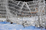 Frosty Fence!