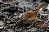 Song Sparrow