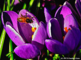 The Bees Think It Is Spring!